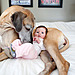 cute-big-dogs-and-babies-31.jpg