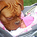 cute-big-dogs-and-babies-15.jpg