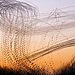 © Kathryn Cooper, United Kingdom, Shortlist, Professional competition, Wildlife & Nature, Sony World Photography Awards 2024  (1).jpg