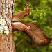 01-overall-winner-and-mammal-award-winner-milko-marchetti-stuck-squirrel.jpg
