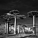 ancient-trees-beth-moon-1.jpg