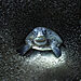 newbig5-Aimee-Jan.-Green-Sea-Turtle.-Status-Endangered.-Ningaloo-Marine-Park-Australia-scaled.jpg