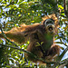 © Tim Laman - Tough Times for Orangutans 01.jpg
