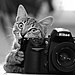animals-with-camera-helping-photographers-8__880.jpg