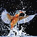 EOS 1D X Mk II_Sample_Image_Andy_Rouse_Kingfisher_03.jpg