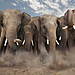 25-Most-Beautiful-Animals-Photography-StumbleUpon-23.jpg