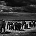 Laurent-Baheux-Exodus-of-elephants-Kenya-2013-900-x-600-72-dpi__880.jpg
