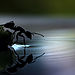 ant-reflect__880.jpg