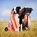 dog-photography-ksuksa-raykova-88.jpg