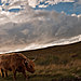 Skotsko2012-8658.jpg