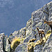 Gämse - Nationalpark Hohe Tauern (c) NPHT.jpg