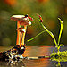 mushroom-photography-vyacheslav-mishchenko-10.jpg