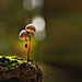 mushroom-photography-vyacheslav-mishchenko-4.jpg