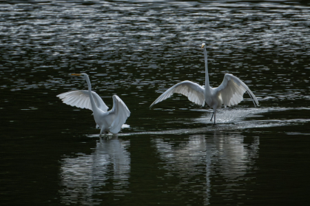 Fotografovanie vtáctva s Fujinon XF 400mm f/4.5 R LM OIS WR