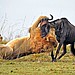 grinz.nl_lion-hunts-wildebeest-6-1024x682-2.jpg
