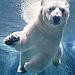 Polar-Bear-Underwater-Final-SH_400PPI-copy-e1514992999708.jpg