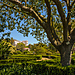 garden.jpg
