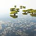 Víťaz Mangroves And Landscapes: Dreamlife Of Mangroves - Melodi Roberts, USA
