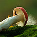 mushroom-photography-vyacheslav-mishchenko-12.jpg