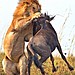 grinz.nl_lion-hunts-wildebeest-4-751x1024-2.jpg