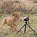 animals-with-camera-helping-photographers-28__880.jpg
