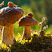 mushroom-photography-vyacheslav-mishchenko-2.jpg