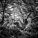 Laurent-Baheux-Giraffe-in-the-bush-Kenya-2013-900-x-600-72-dpi__880.jpg