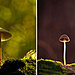 mushroom-photography-vyacheslav-mishchenko-16.jpg