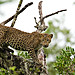 Leopard cejlonsky(Panthera pardus kotiya)(Sri Lanka 2011).jpg