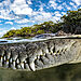 Guardian Of The Mangroves - Tanya Houppermans, Kuba