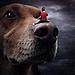 surreal-photoshop-images-shelter-animals-sarolta-ban-9.jpg
