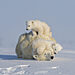 newbig5-Hao-Jiang.-Polar-Bear.-Status-Vulnerable.-Wapusk-National-Park-Manitoba-Canada-scaled.jpg