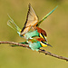 merops-apiaster-7.jpg