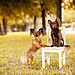 dog-photography-ksuksa-raykova-20.jpg