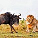 grinz.nl_lion-hunts-wildebeest-1-1024x682-2.jpg