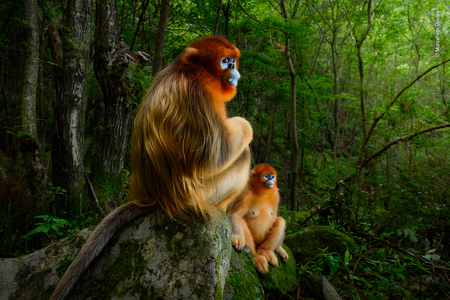 Putovná výstava ohromujúcich fotografií Wildlife Photographer of the Year