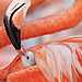 ContrerasKoob_-Claudio_-Beak-to-Beak.jpg