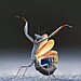 02-insect-award-winner-jose-miguel-gallego-molina-mantis-flamenca.jpg