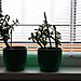 DSC02837_auto-dro.JPG