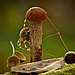 mushroom-photography-vyacheslav-mishchenko-31.jpg