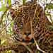 panthera onca (Brazilia 2009).jpg