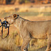 animals-with-camera-helping-photographers-30__880.jpg