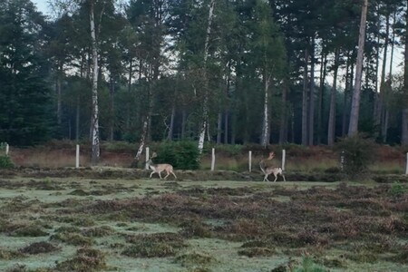 Working with Mist in the New Forest | Landscape Photography