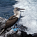 HUAWEI Pura 70 Pro-Wuzhengjie（吴正杰）-Ecuador-Telephoto-03.jpg