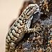 wildlife-photography-robert-irwin-59b12dac81006__880.jpg