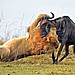 grinz.nl_lion-hunts-wildebeest-0-660x400-2.jpg