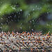 1.miesto v kategórii Hmyz: "Mravce vylučujúce kyselinu", autor: René Krekels