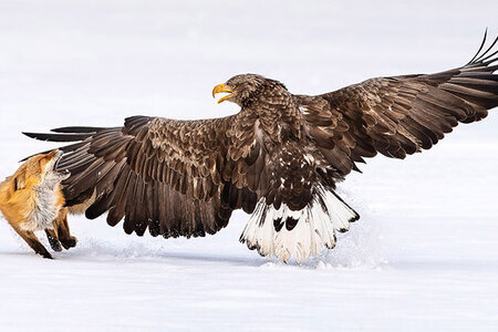 Bird Photo of the Year 2021 - finalisti