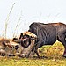 grinz.nl_lion-hunts-wildebeest-7-1024x682-2.jpg