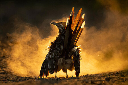 11 víťazov prestížnej súťaže vo fotografovaní vtákov Audubon 2021